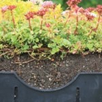 Crosscut view of soil and live plant material for the vegetative roof