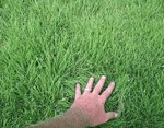 Buffalo grass is a short grass with a deep root structure. It is low maintenance requiring minimal mowing and is a water-conserving grass perfect for drought control.
