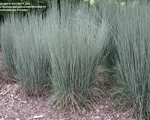 Little Bluestem, or beard grass, is a North American prairie grass.