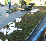 Installing the Vegetative Roof at Green & Main
