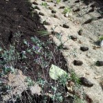 Native plant ground cover placed on site.