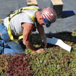 Sedum installed on the vegetative roof.