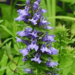 Blue Lobelia